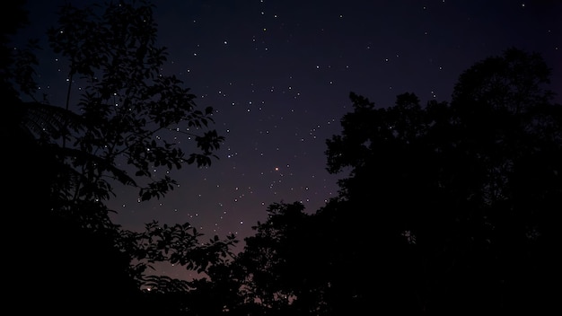 Night sky background with forest silhouette and stars