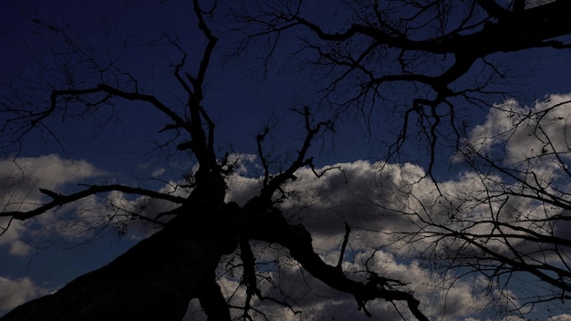 Night sky in the forest with stars and moon