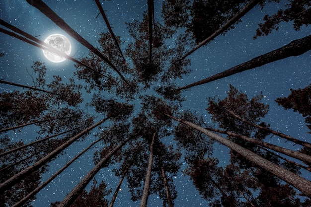 Photo a night sky in a pine forest at christmas day