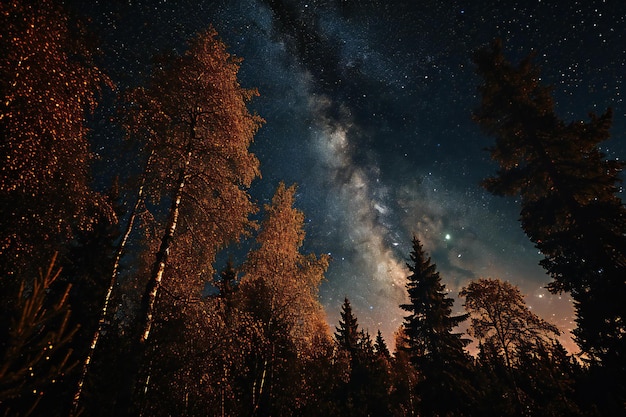 Night sky with stars and milky way in the forest Beautiful nature landscape