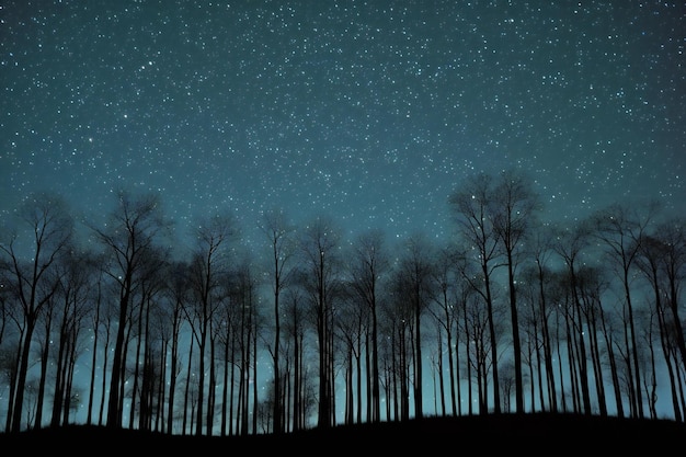 Photo night sky with stars and silhouettes of trees in the forest