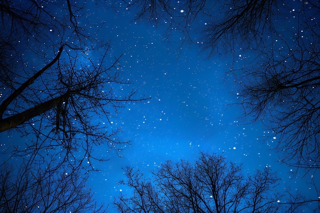 Night sky with stars and silhouettes of trees in the forest