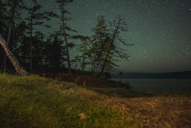 Night starry sky among coniferous trees on the shore of Lake Baikal