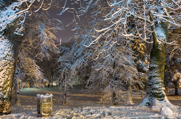 Night winter Ivan Franko park in Lviv Ukraine