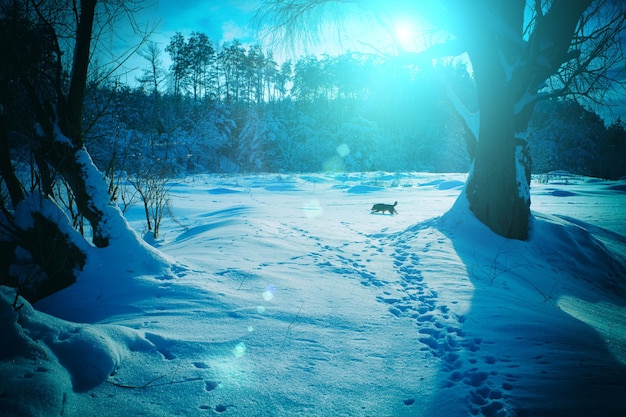 Night winter landscape in the moonlight