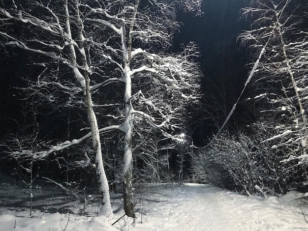 Night winter landscape of snowy path among snow-covered trees illuminated by the light of lanterns