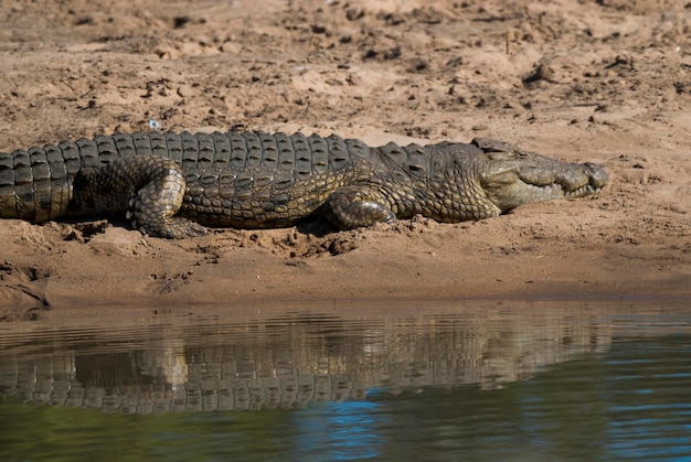 Nile Crocodryle Kruger National Park South Africa