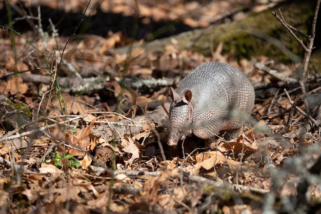 Photo nine-banded armadillo dasypus novemcinctus foraging for insects in dead leaves and limbs