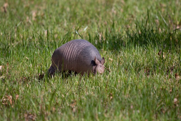 Photo nine-banded armadillo dasypus novemcinctus foraging for insects in green grass in an open field