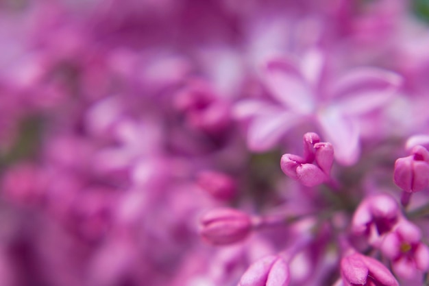 Photo no focus close up of lilac flowers as a natural backgrund and bokeh