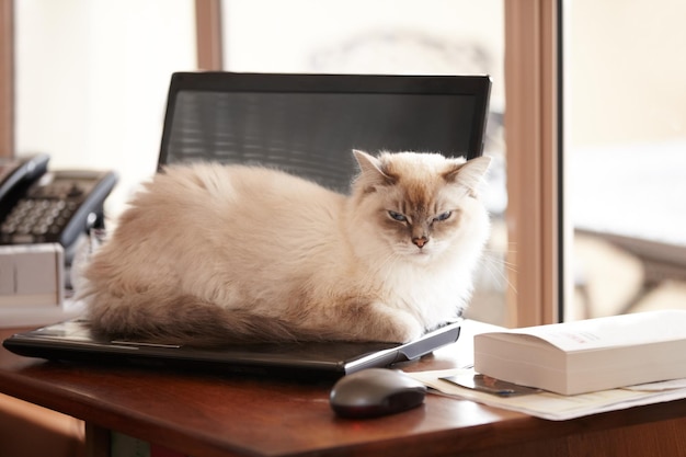 No more working on the weekend. A fluffy siamese cat taking a timeout on its owners laptop.