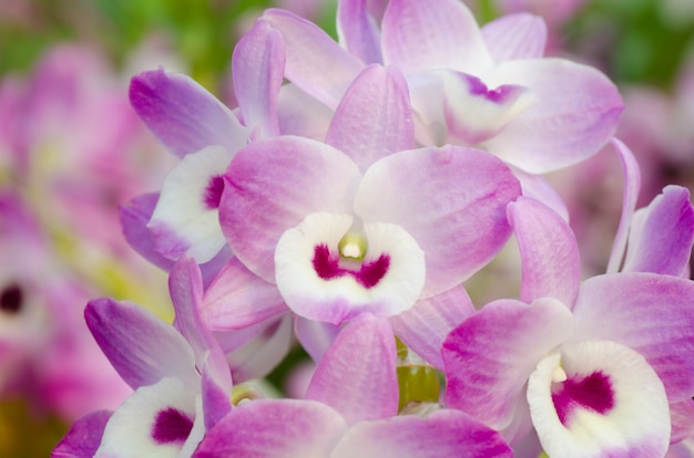 Photo nobile orchid