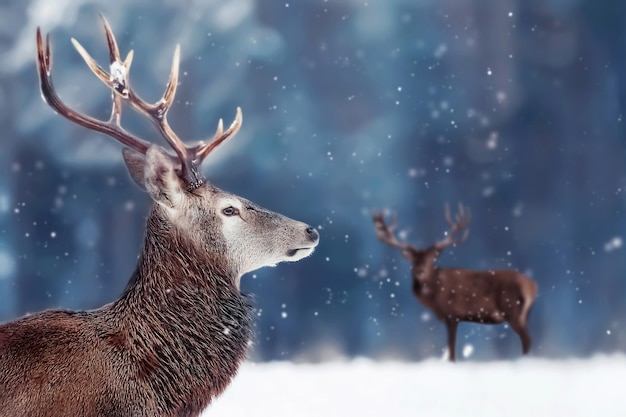 Noble deer male in winter snow forest Winter christmas image Free space for text