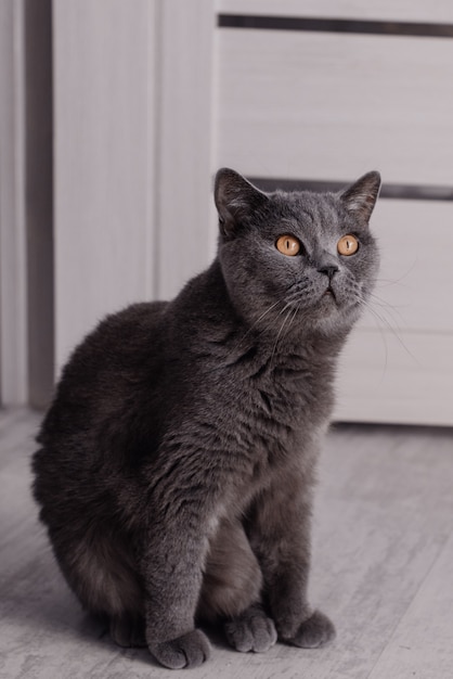 Noble proud cat lying on window sill. 