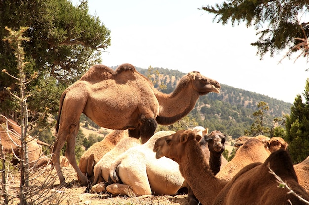 nomadic camels