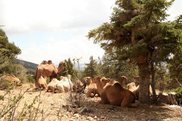 nomadic camels