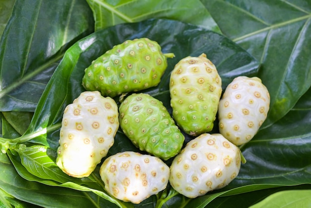 Noni fruit herbal medicines fresh noni from tree Other names Great morinda Beach mulberry or Morinda Citrifolia