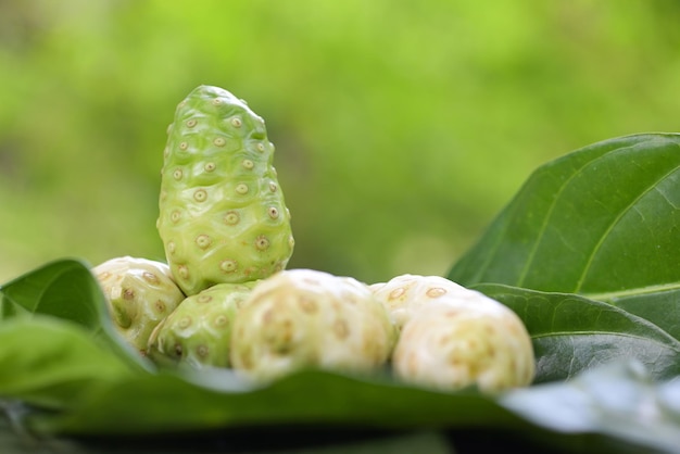 Noni fruit herbal medicines fresh noni from tree Other names Great morinda Beach mulberry or Morinda Citrifolia