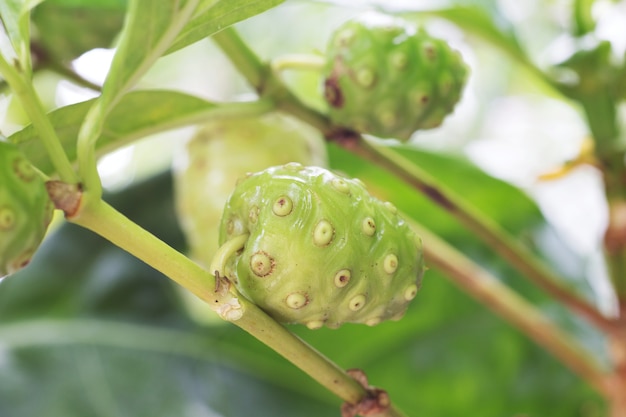 Noni fruit on the tree.