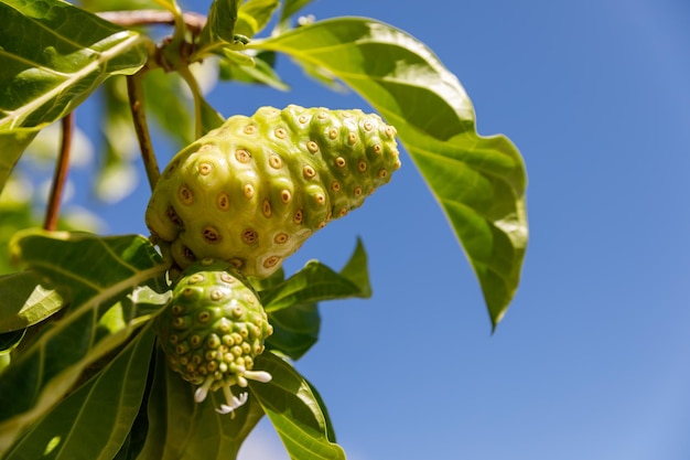 Noni tree Morinda citrifolia A medicinal fruit with unique properties