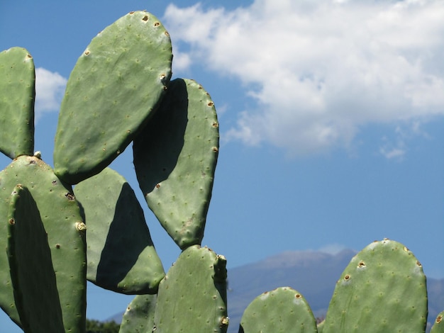 Nopal and Mount Etna