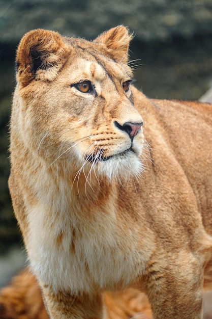 North African lion