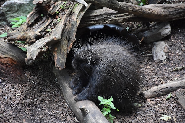 North American Porcupine with his paws on a piece of wood.