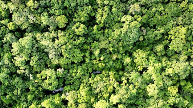 North queensland rainforest from the sky