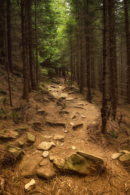 North scandinavian forest