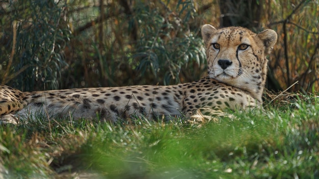 Northeast African cheetah