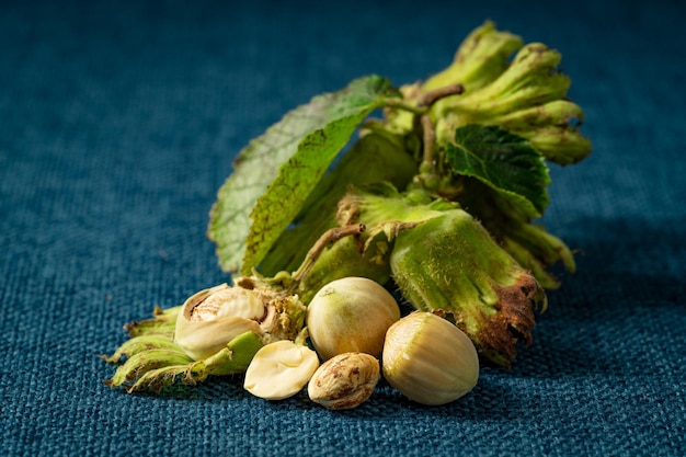 Northeast summer fresh raw hazelnuts in July