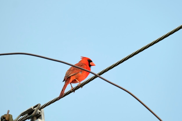 Northern cardinal Cardinalis cardinalis perched on a wire during summer on blue sky background