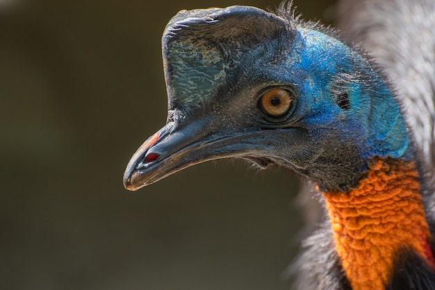 Northern cassowary bird in nature