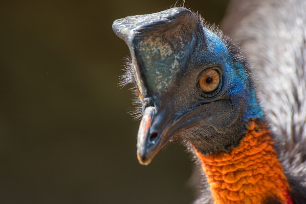 Northern cassowary bird in nature