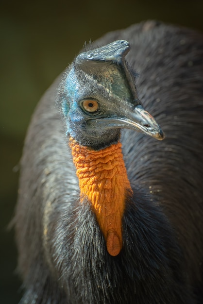 Northern cassowary bird in nature