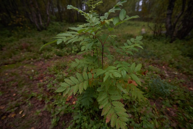 Northern forest beautiful amazing nature