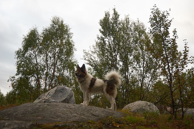 Northern forest beautiful amazing nature