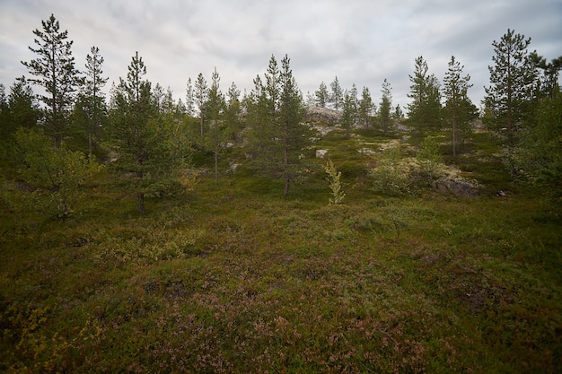 Northern forest beautiful amazing nature