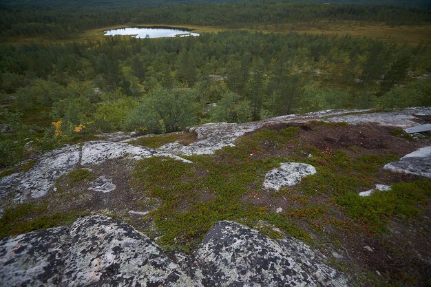 Northern forest beautiful amazing nature