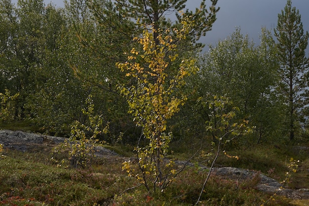 Northern forest beautiful amazing nature