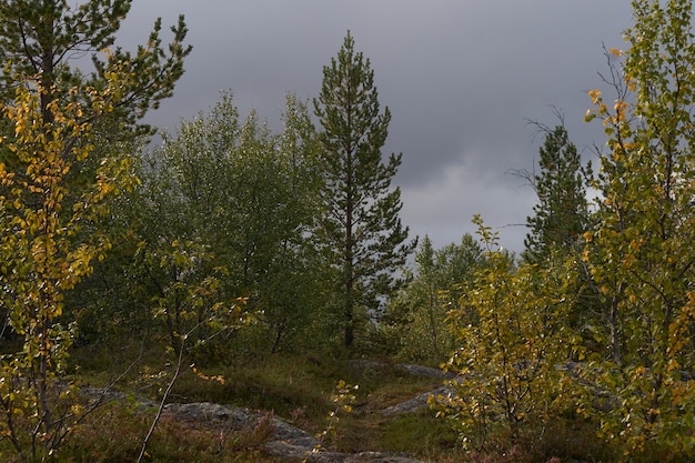 Northern forest beautiful amazing nature