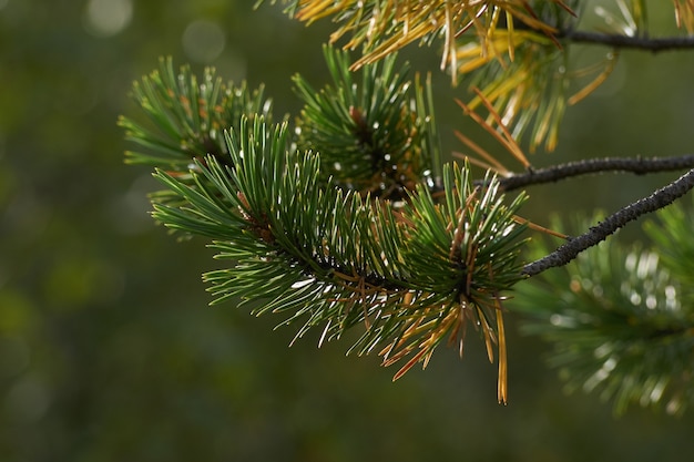 Northern forest beautiful amazing nature