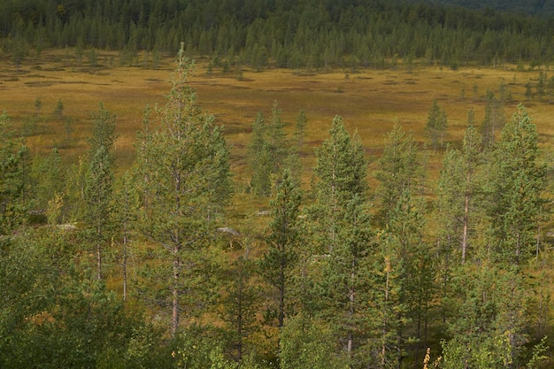 Northern forest beautiful amazing nature