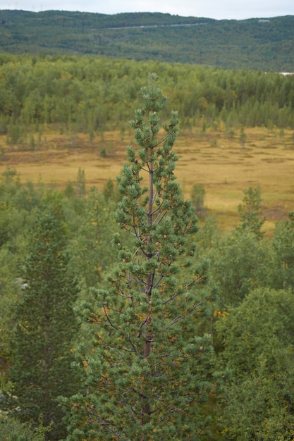 Northern forest beautiful amazing nature