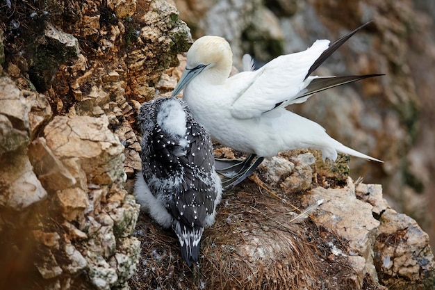 Northern gannets on the cliff top