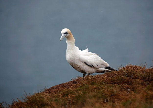 Northern gannets on the cliff top