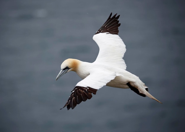 Northern gannets on the cliff top