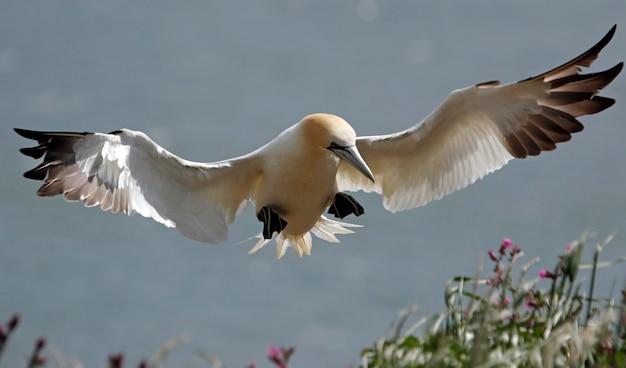 Northern gannets above the cliff tops at Bempton Cliffs in the UK