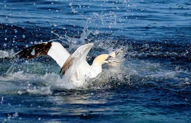 Northern gannets diving for fish