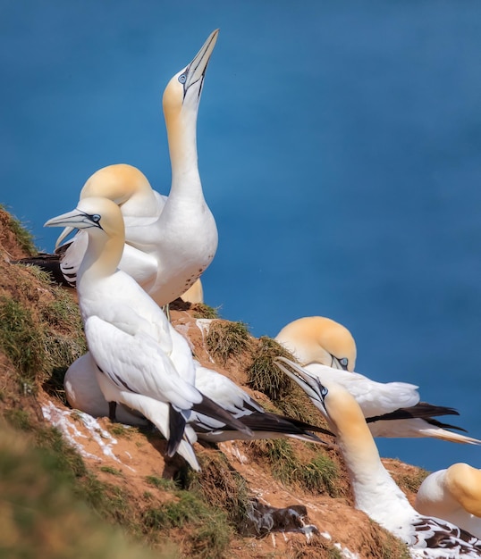 Northern gannets relax on Bempton Cliffs Northern Gannets colony in North Sea UK